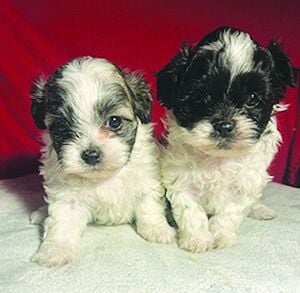 Shih-poo and also Pom-a-poo pups,